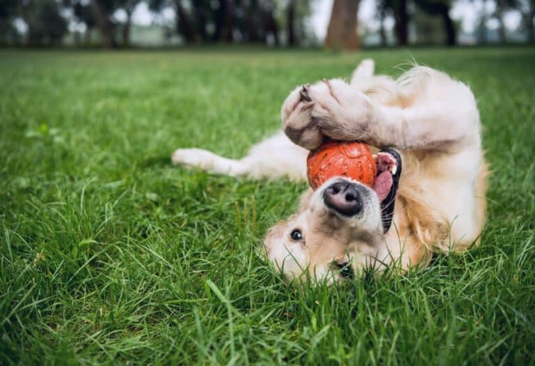 Uma imagem que ilustra um cachorro brincando.