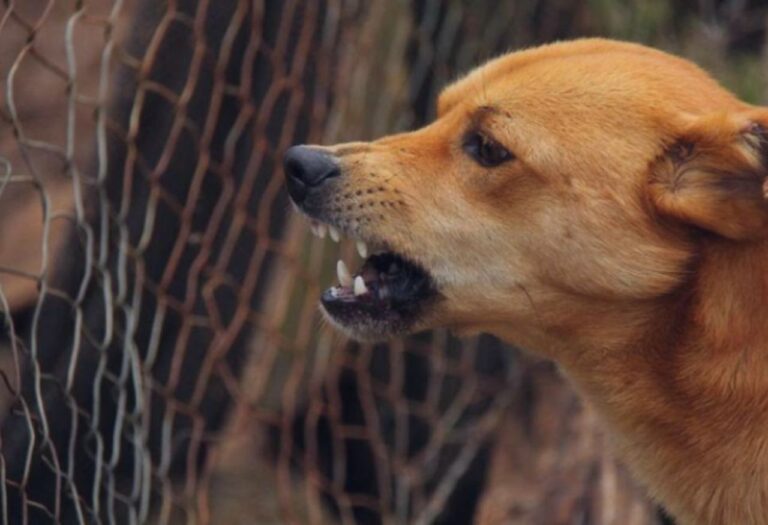 Uma imagem que ilustra um cachorro bravo.