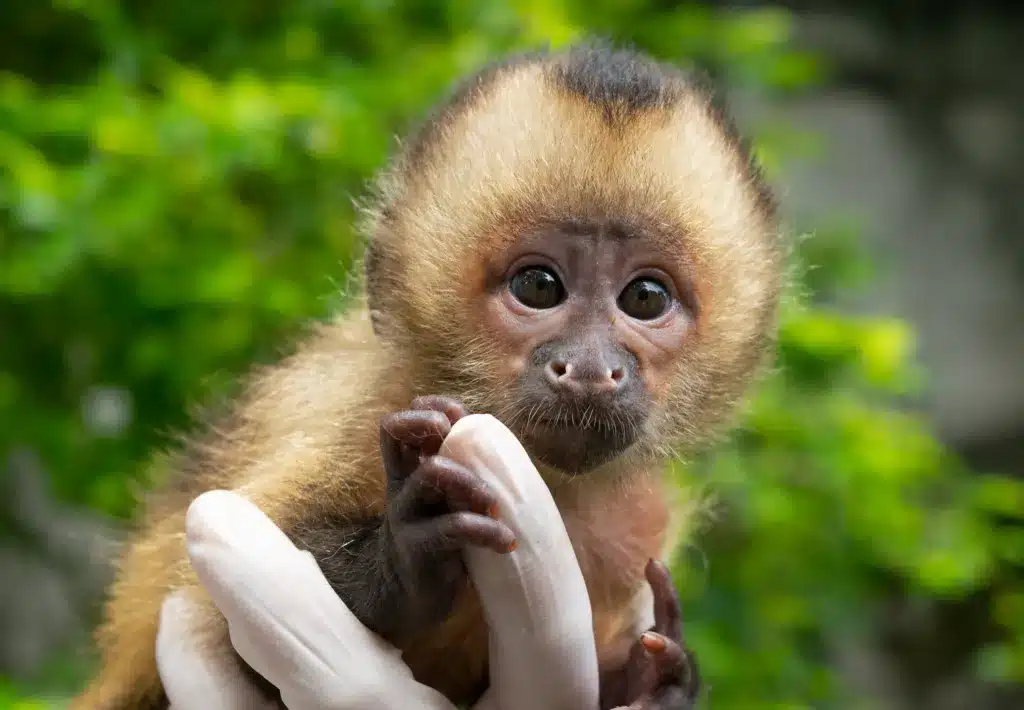 ➤ Sonhar Com Macaco Branco - O Verdadeiro Significado